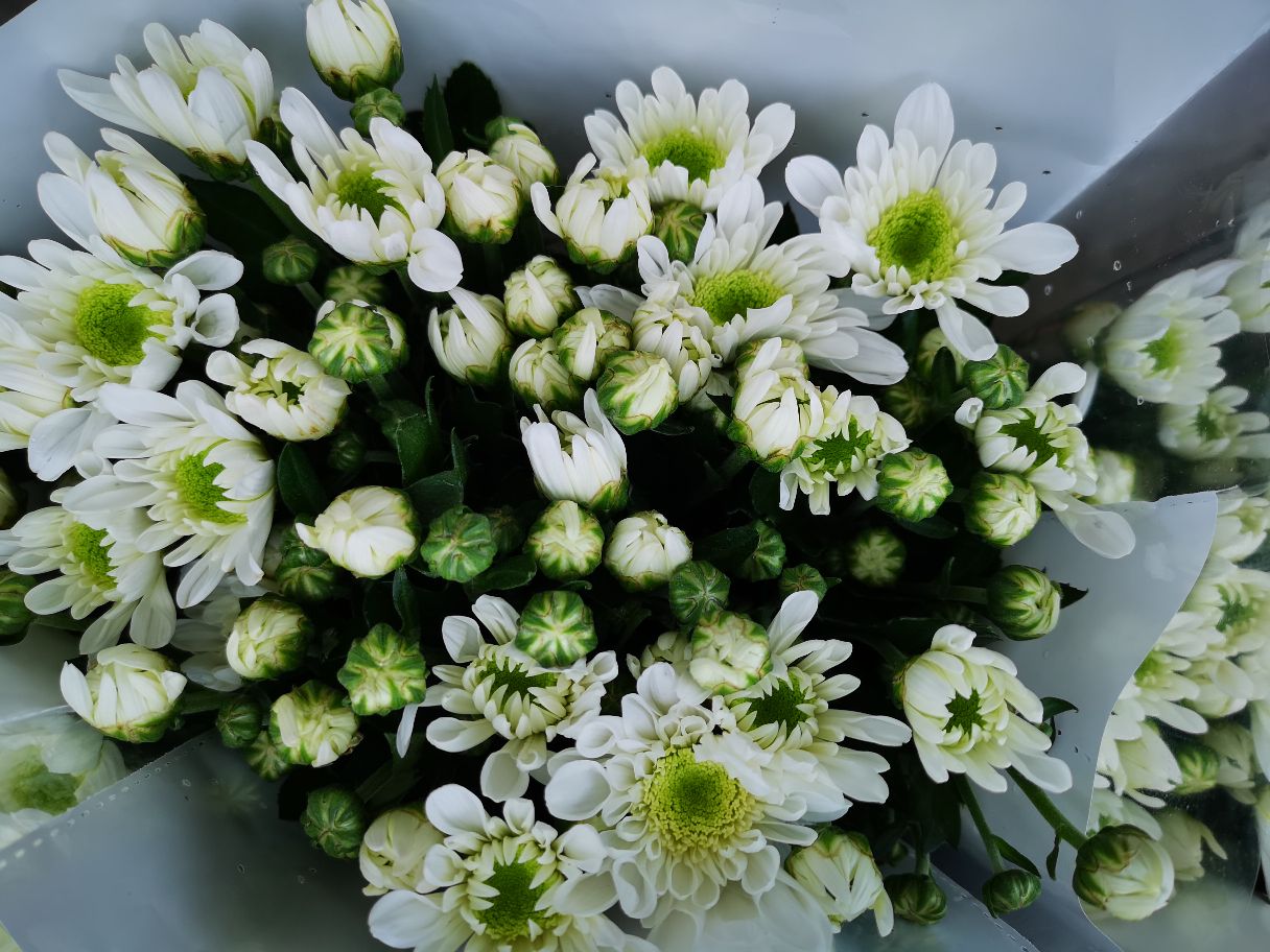 白玫瑰与雏菊并置的清新花艺特写