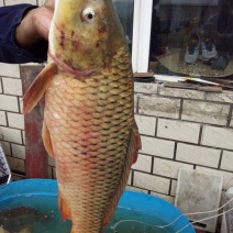 花鲢鱼，白鲢鱼，鲤鱼鲫鱼