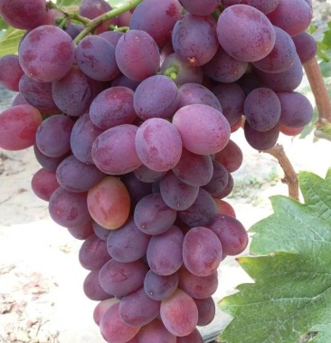 山东葡萄红艳天红无核葡萄线上接单发货包赔偿包质量