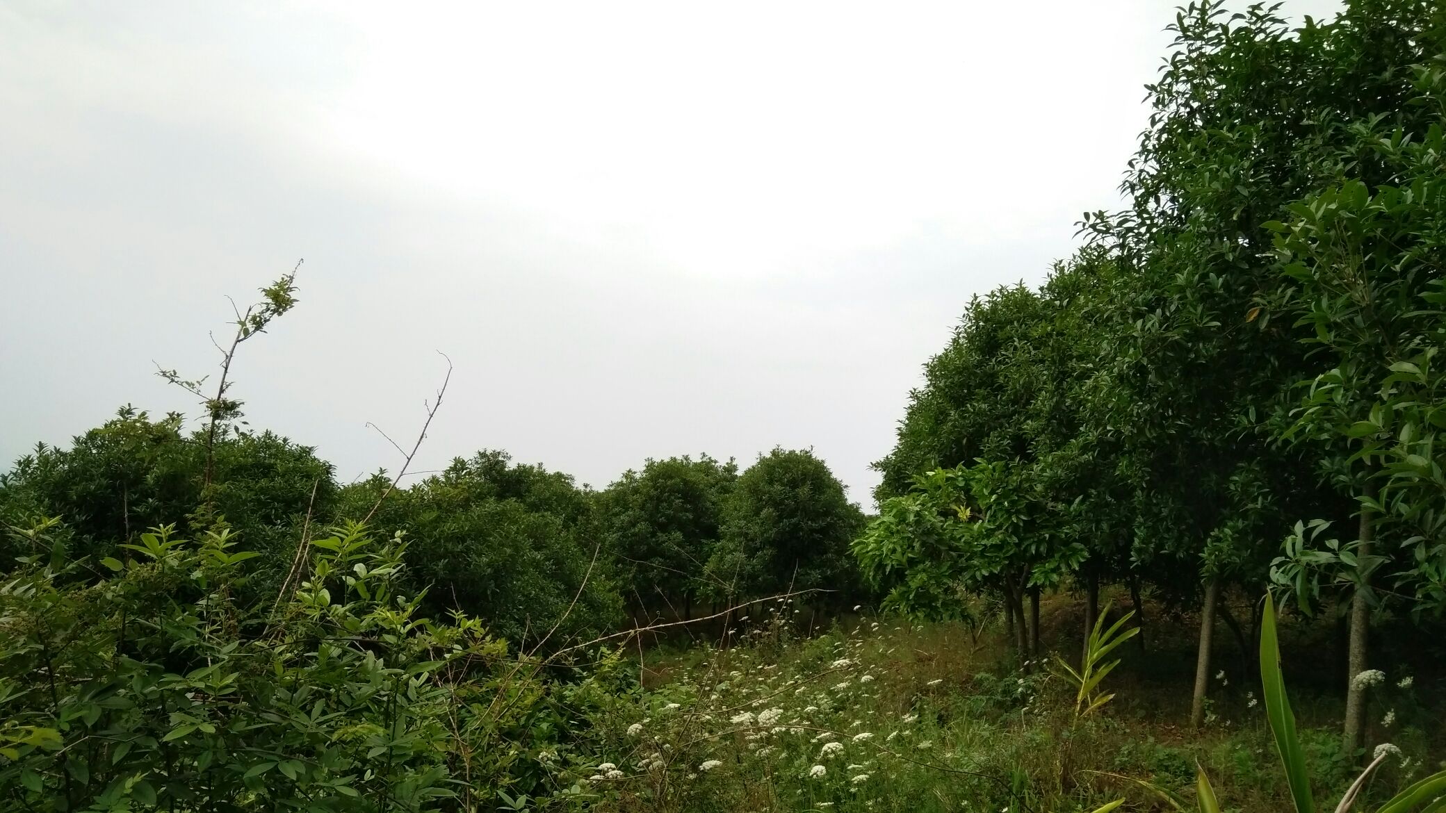 城市公园中的丹桂林