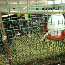 正宗散养纹上芦花鸡。