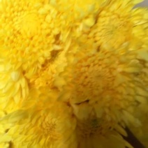 黄菊50~80cm