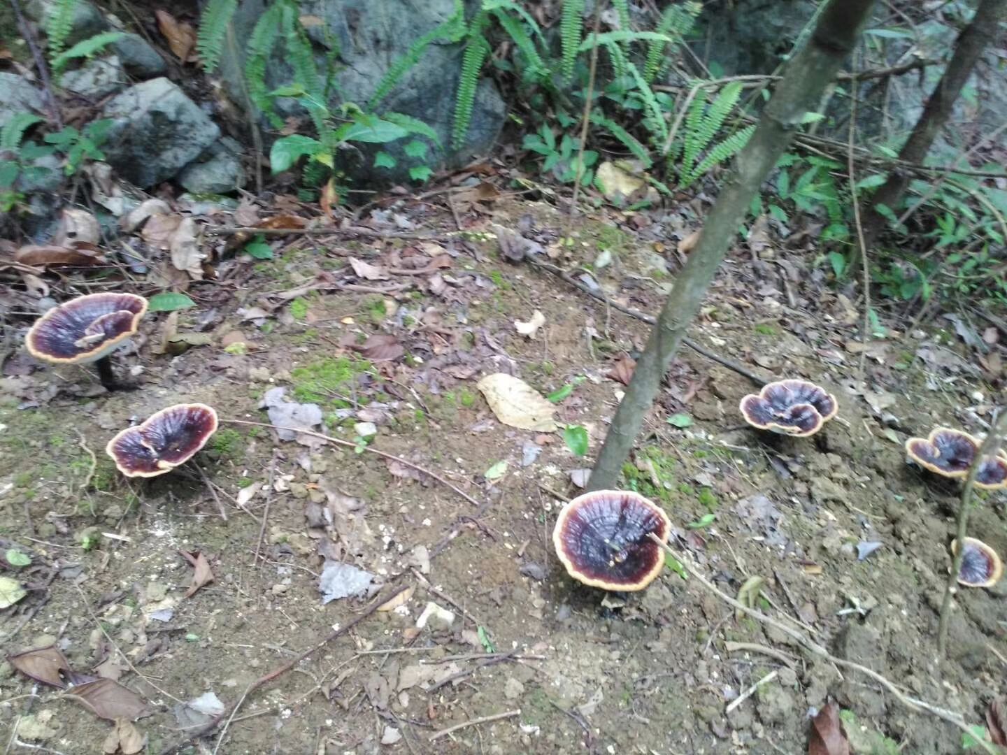 一株完整的野生黑灵芝,展示其乌黑发亮的菌盖、自然生长的环状纹理和偏侧生长的菌柄,背景为森林腐木环境,突出其原生态生长状态 黑灵芝整体外观特写