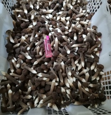 人工种植黑皮鸡枞菌三级