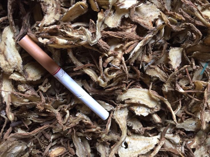 高清俯拍:左侧为云南文山三年生春七切片(表面灰褐色、断面黄绿色、有树脂道斑点);中部为甘肃岷县当归主根横切片(黄棕色、油点密集、香气浓郁);右侧为山西潞党参粗壮主根(米黄色、纵皱纹深、断面菊花心明显);三者并置,背景为木质砧板与白瓷碗,体现道地性与食材属性 三七当归党参道地药材实物对比图
