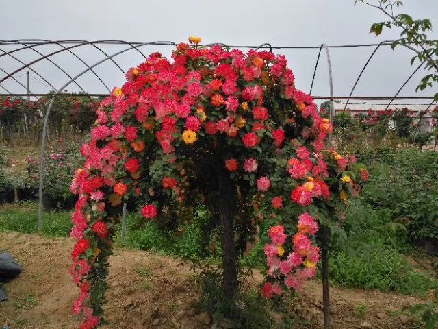 大花月季植株整体形态