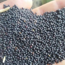 2018年新油菜籽