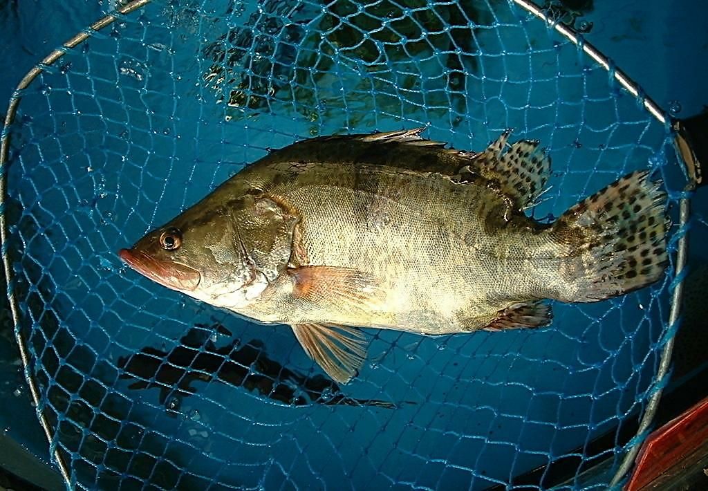 中国主要多宝鱼与武昌鱼养殖产区分布地图