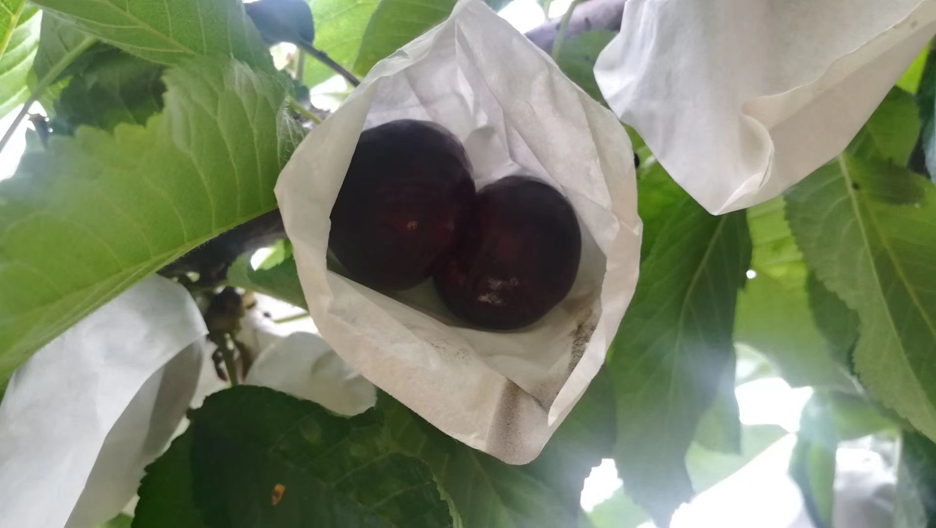 红灯樱桃冬季树干涂白保护