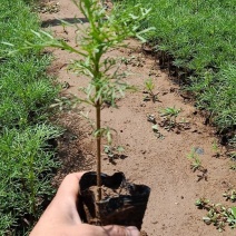 波斯菊