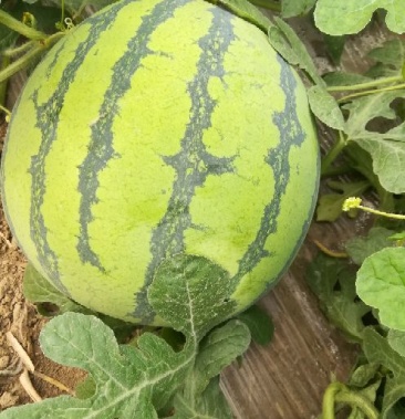 [西瓜批发]半截楼西瓜价格1.30元/斤 - 一亩田