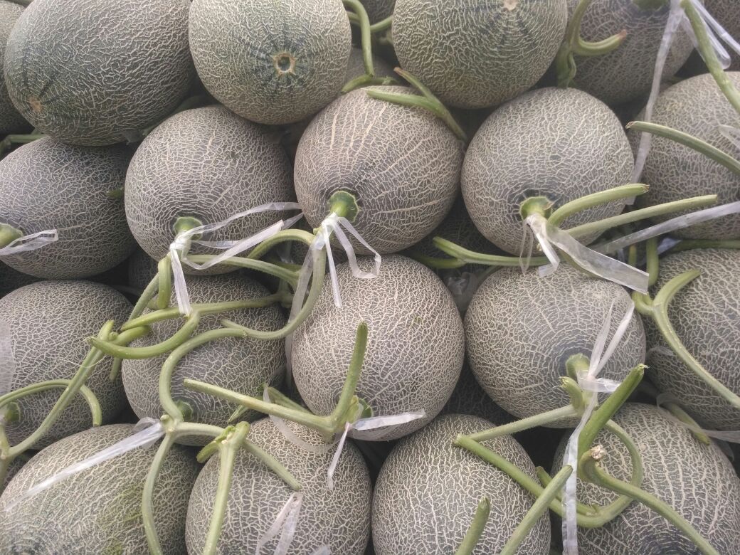 哈密瓜在阳光下的特写，展示其纹理与色泽