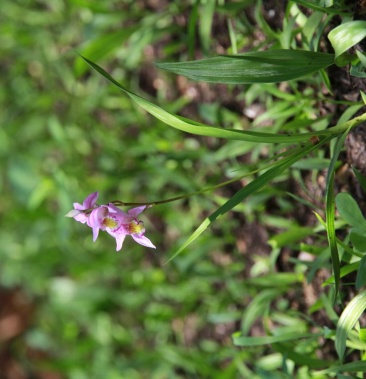 云南紫花三叉小白芨直播训化苗