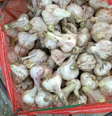 [大蒜批发]江苏鲜蒜,四六瓣价格1.00元/斤 - 一亩田