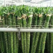 龙竹