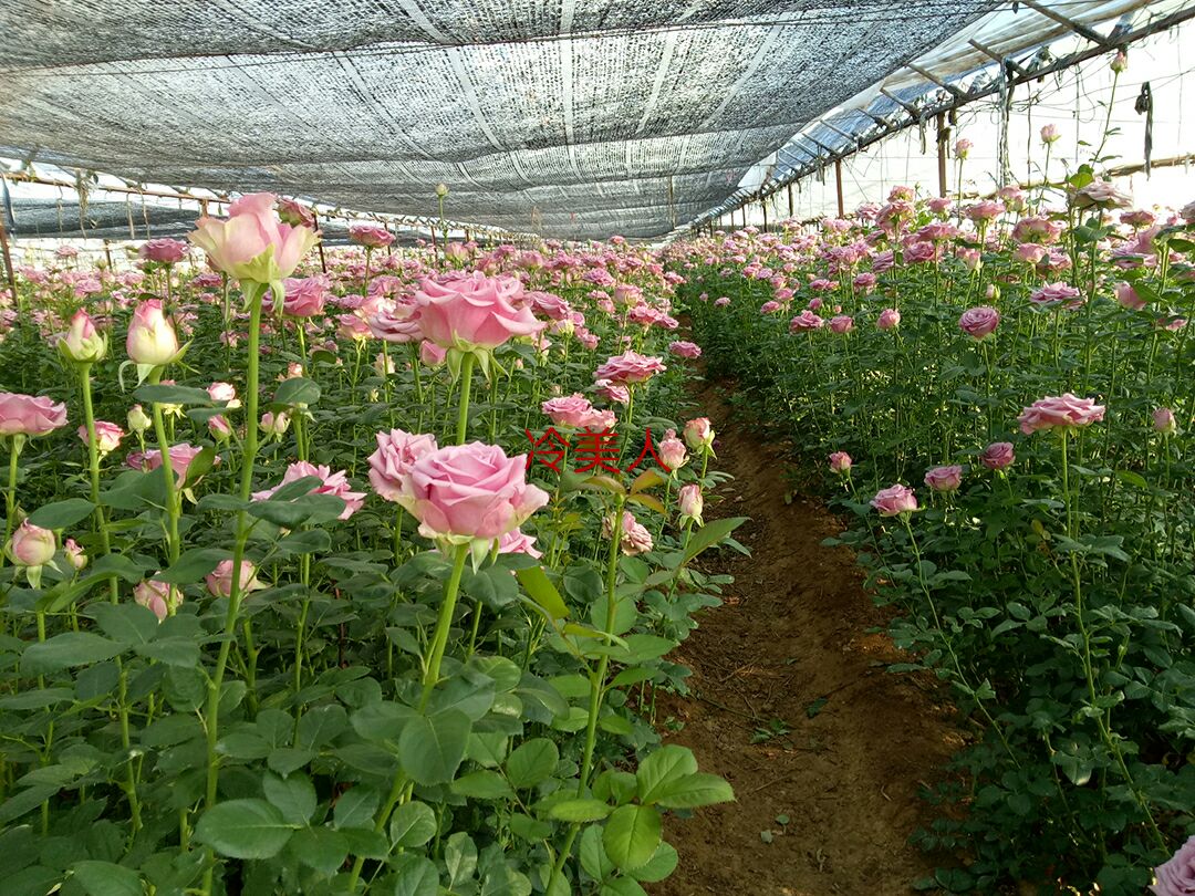 盆栽四季玫瑰摆放在阳台上的场景