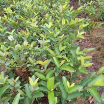 西瓜番石榴苗50~80cm