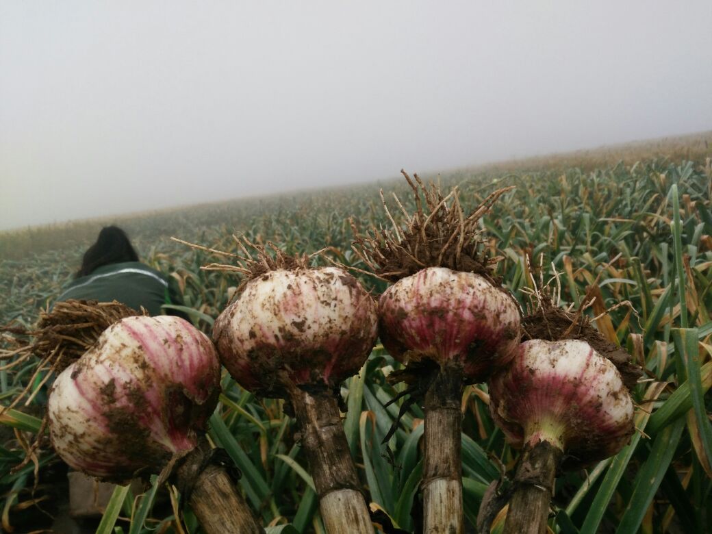 红蒜田间成熟景象
