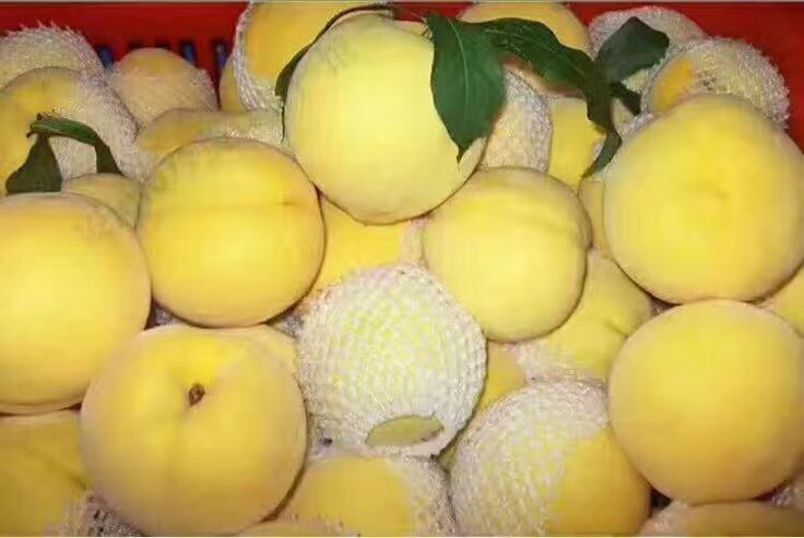 黄金蜜4号成熟果园实景图