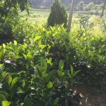 菠萝蜜苗植生树
