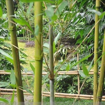 苦竹3~4m