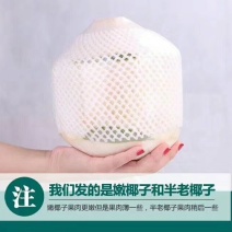 海南东郊椰青