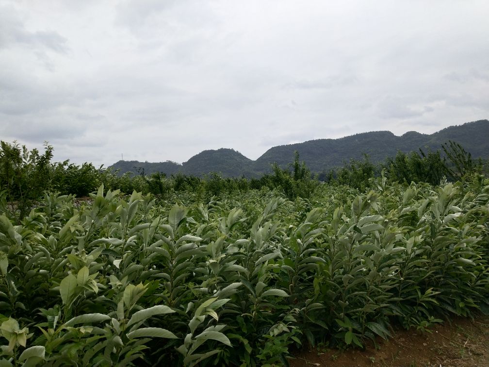 野生锥栗树春季新叶与雄花序特写
