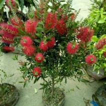 美花红千层（各种规格都有，大量现货）
