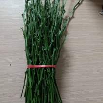 橘之尤物明日见柑橘嫁接枝条兴津58号