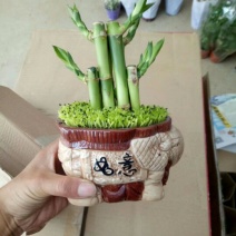 森林小竹子