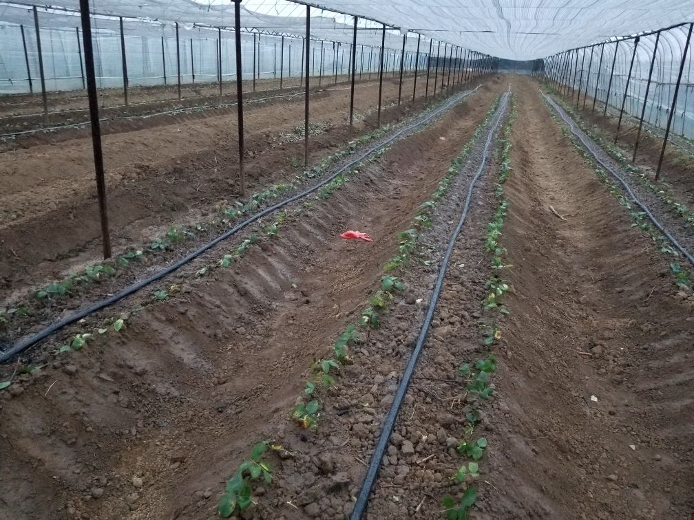 百合夏季高温下的灌溉场景