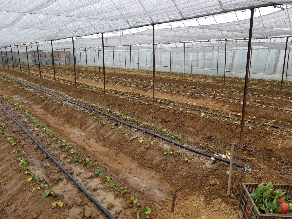 百合温室水培种植示意图