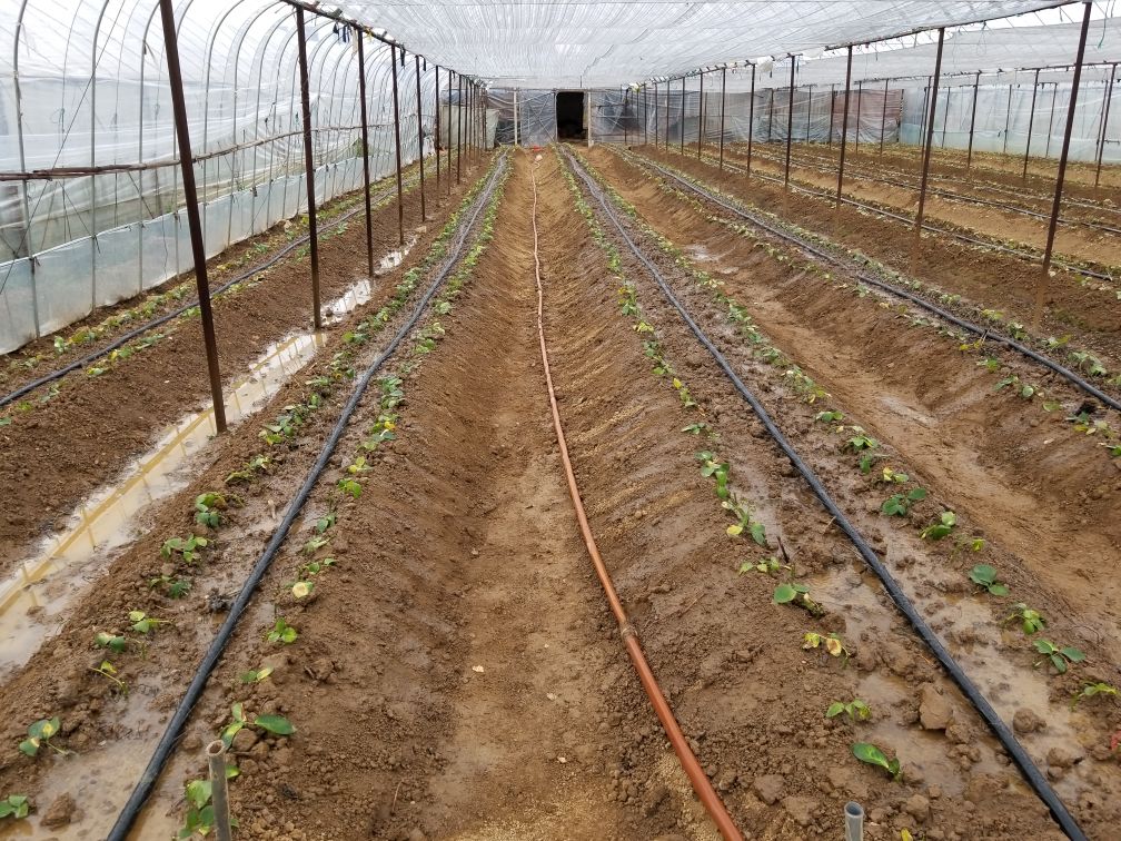 一片规划整齐的四季玫瑰种植基地,采用畦垄栽培方式,垄高约15厘米,植株间距50厘米,行距80厘米,配备地下滴灌管道,土壤表面覆盖黑色地膜,远处可见自动气象站和土壤湿度监测设备 四季玫瑰田间种植布局图