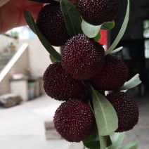 正宗仙居荸荠杨梅