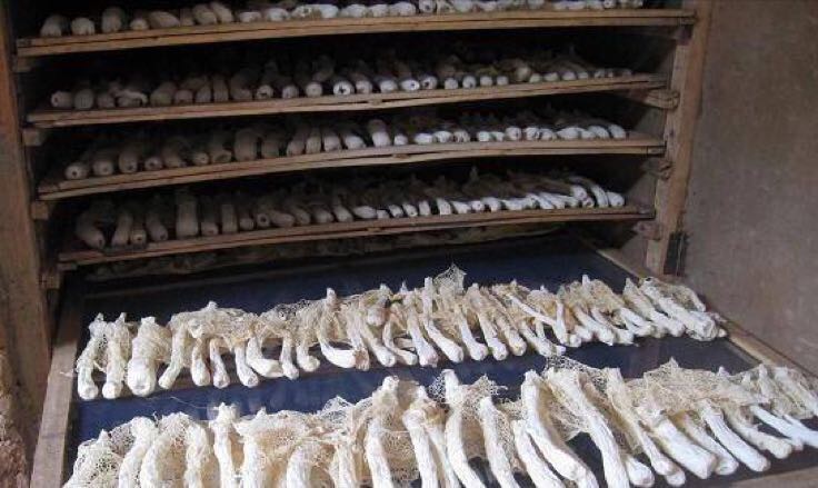 竹荪基地工作人员正在分拣晾晒长裙竹荪