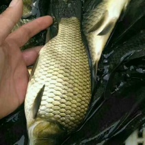 鲫鱼土名刀鱼