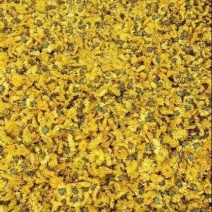 干菊花