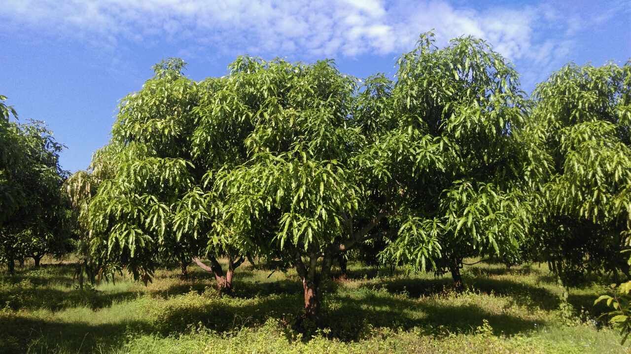 鹰嘴芒果园夏季管理场景