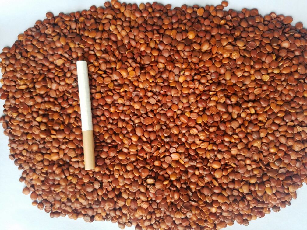 一张整洁的木质桌面上陈列着多种以酸枣仁为核心的终端产品:左侧为玻璃瓶装精选酸枣仁中药材,中间为独立包装的酸枣仁茶袋,右侧为标有‘助眠软糖’字样的透明瓶装糖果,背景虚化处可见品牌LOGO和‘源自太行山野生酸枣’宣传语 酸枣仁终端产品展示图