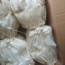 万辰白玉菇，新货上市，价格超低