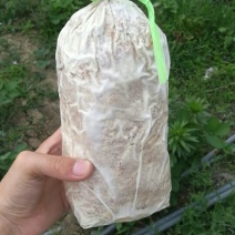 平菇蘑菇菌包菌棒批发零售菌包