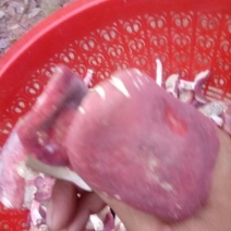 野生红菌