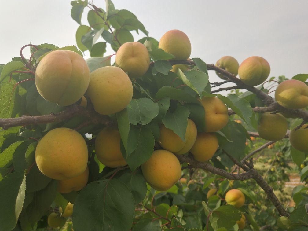 成熟的凯特杏果实特写