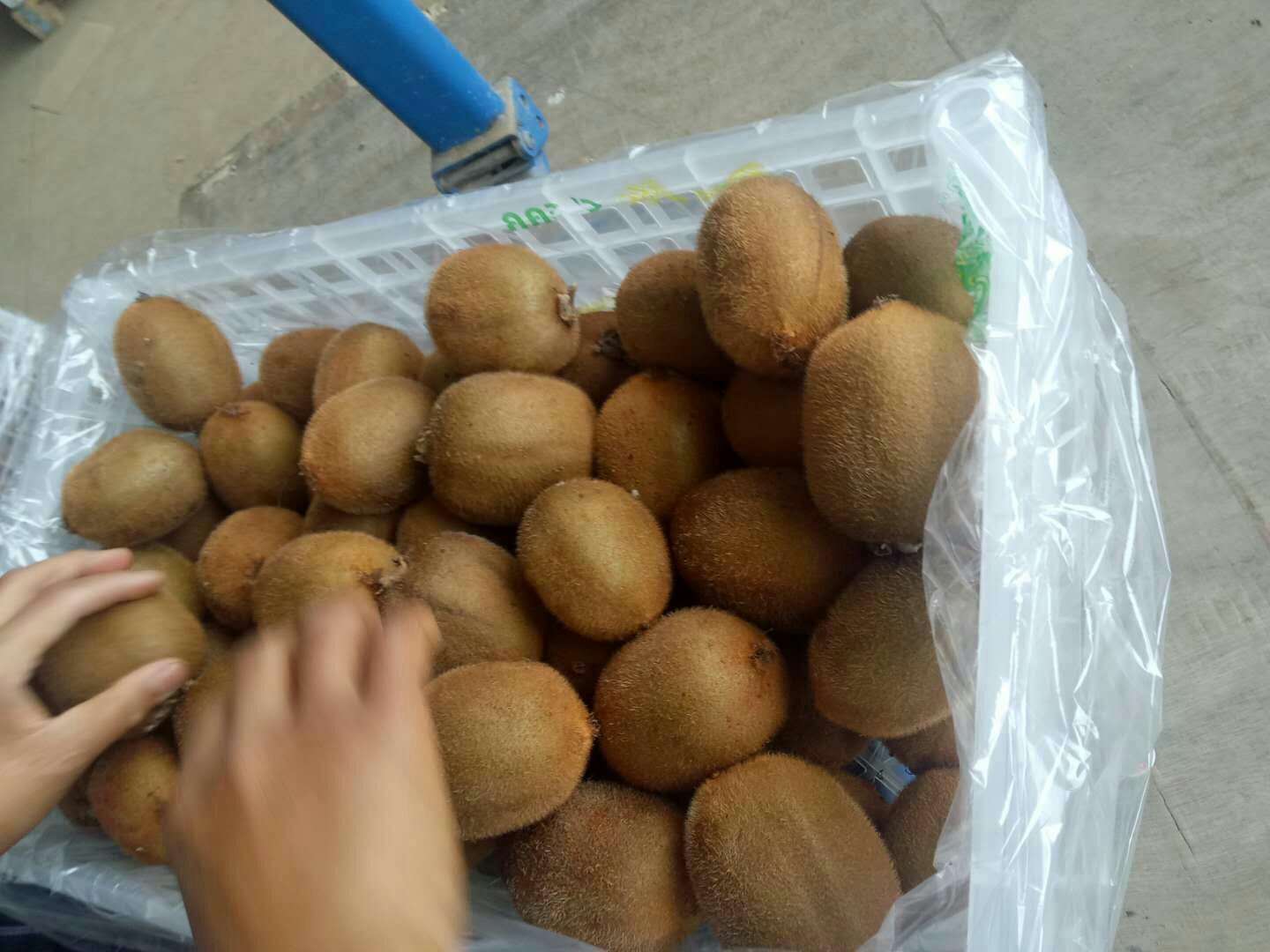 新鲜采摘的绿色海沃德猕猴桃果实,表面带有细密绒毛,整齐摆放在竹篮中 新鲜采摘的海沃德猕猴桃果实