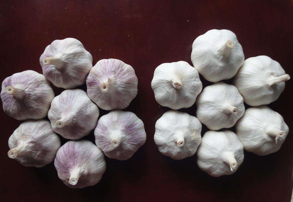 红蒜与红葱头对比图