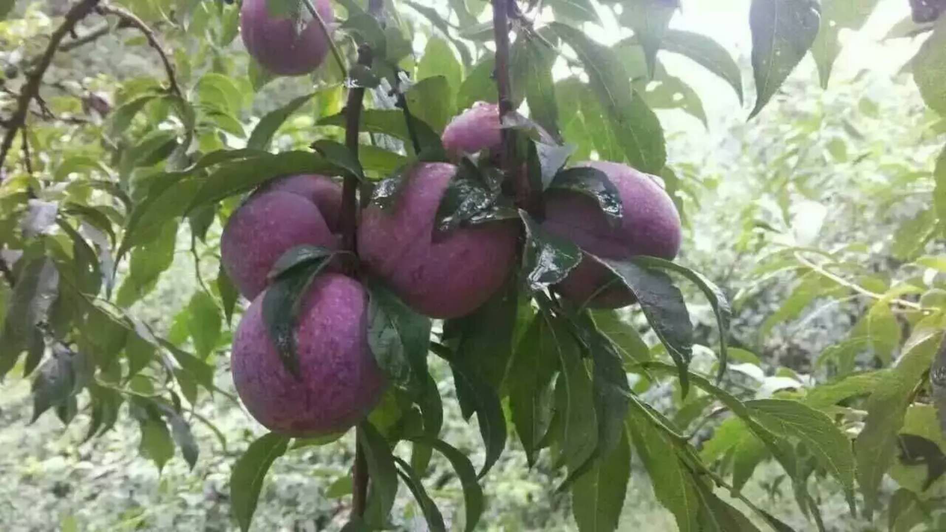 三华李子特写图,展示其饱满的果实和紫色果皮 三华李子特写