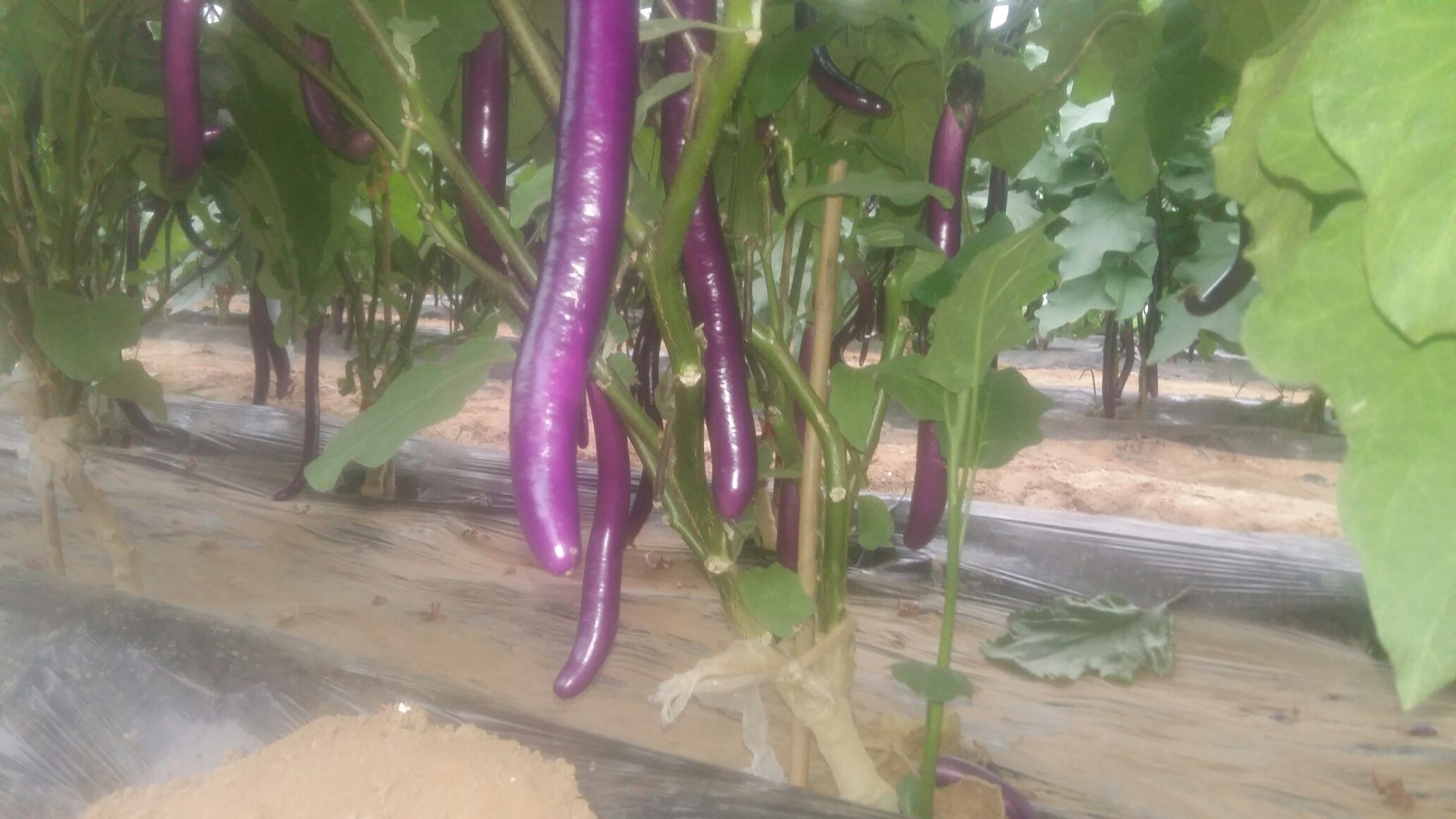 丰收中的线茄采摘场景