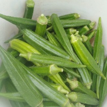 水果秋葵植物伟哥秋葵精品秋葵黑玉秋葵黄秋葵精品黑玉秋葵