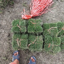 马尼拉草皮21*21