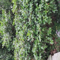 茶梅